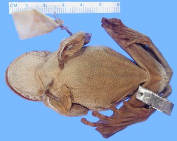 Media type: image; Herpetology A-1518